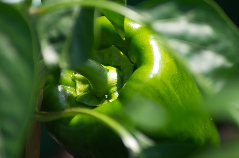 Paprika - Bild von Kai Eichelmann, KGV Drescherhäuser