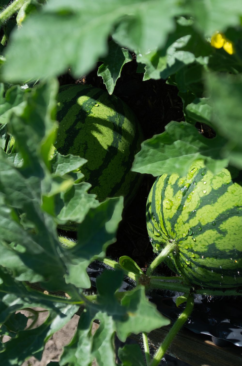 Wassermelone - Bild von Kai Eichelmann, KGV Drescherhäuser