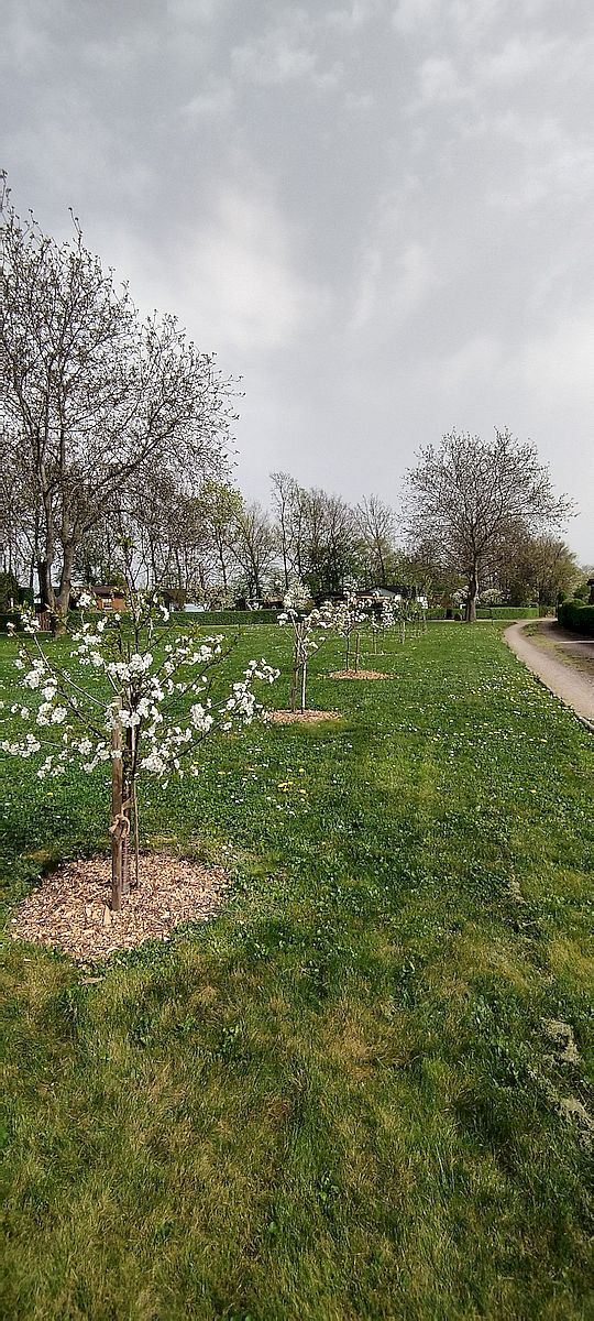 KGV Altfrankener Gartenfreunde, Kleingarten, Frühling, Winterschlaf, Dresden