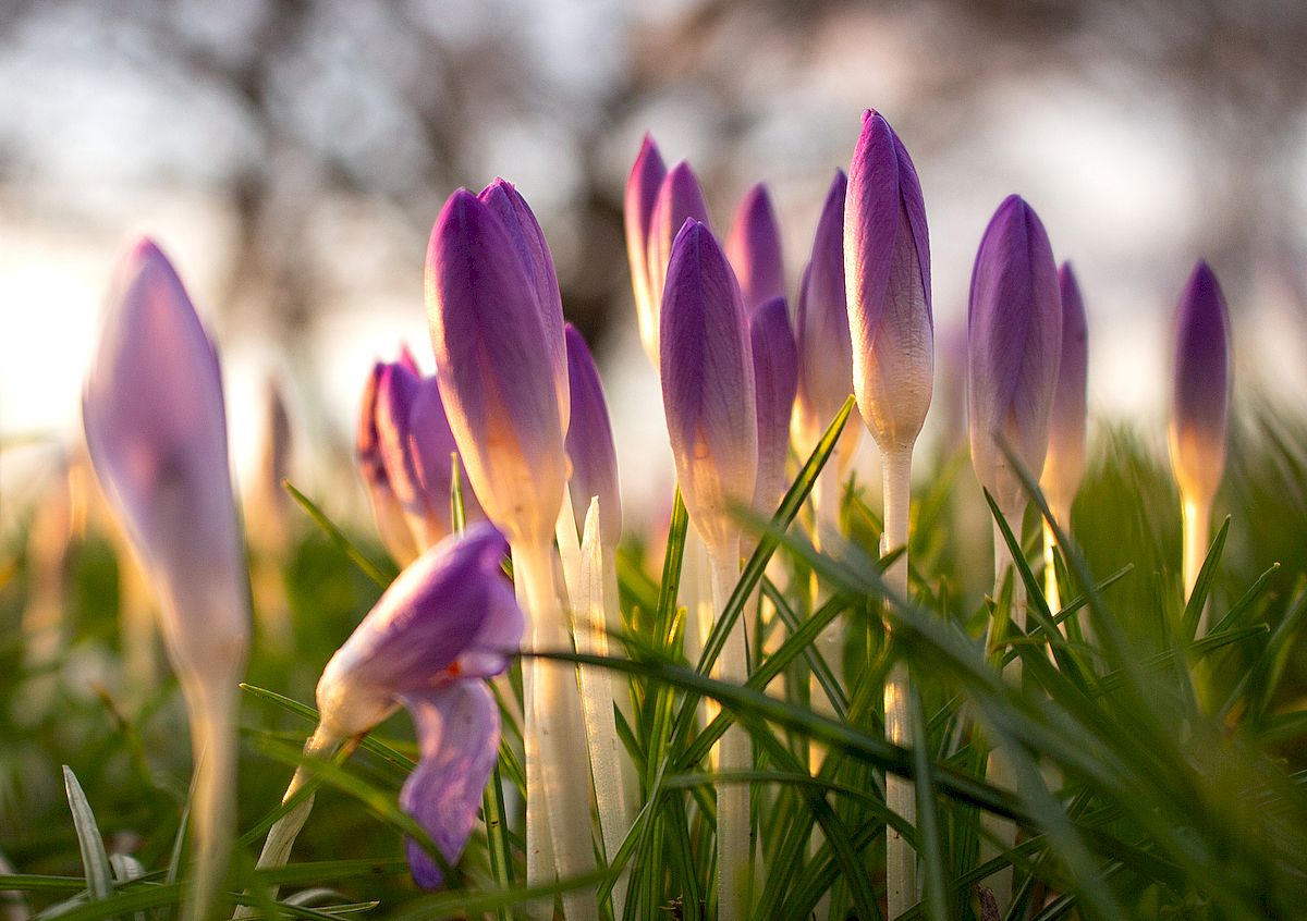 KGV An der Eiche, Kleingarten, Frühling, Winterschlaf, Dresden