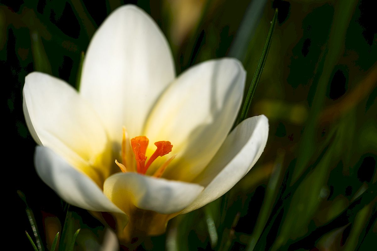 KGV An der Eiche, Kleingarten, Frühling, Winterschlaf, Dresden