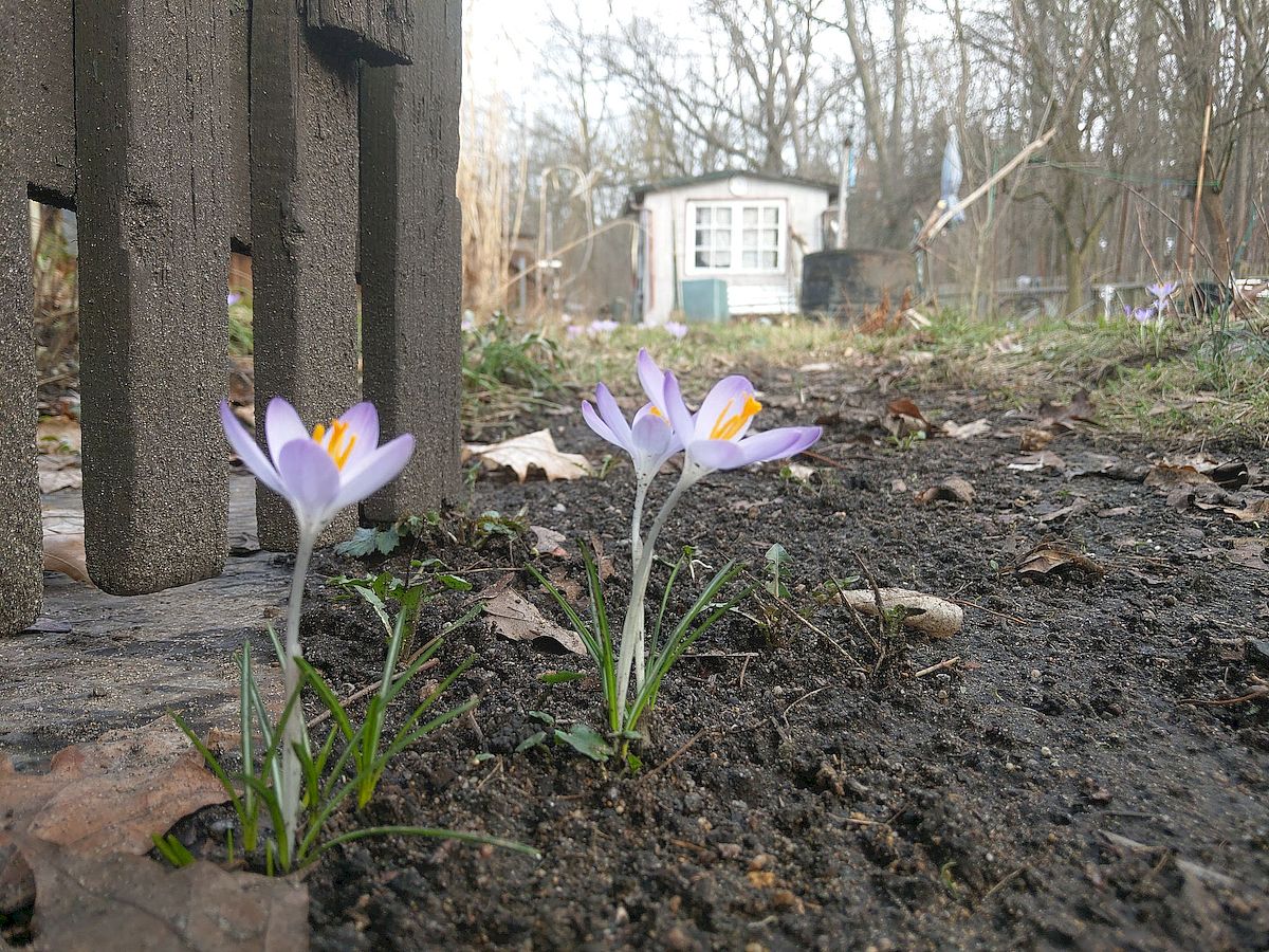 KGV Am Waldrand, Kleingarten, Frühling, Winterschlaf, Dresden