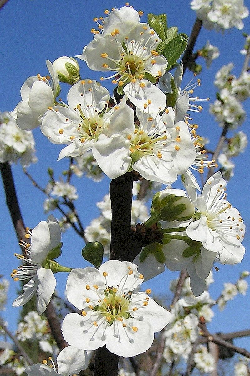 KGV Nord, Kleingarten, Frühling, Winterschlaf, Dresden