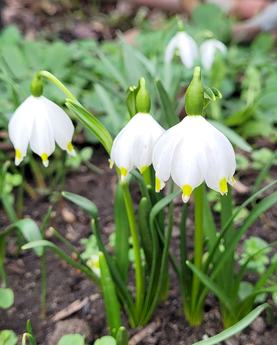 KGV Blumenau, Kleingarten, Frühling, Winterschlaf, Dresden