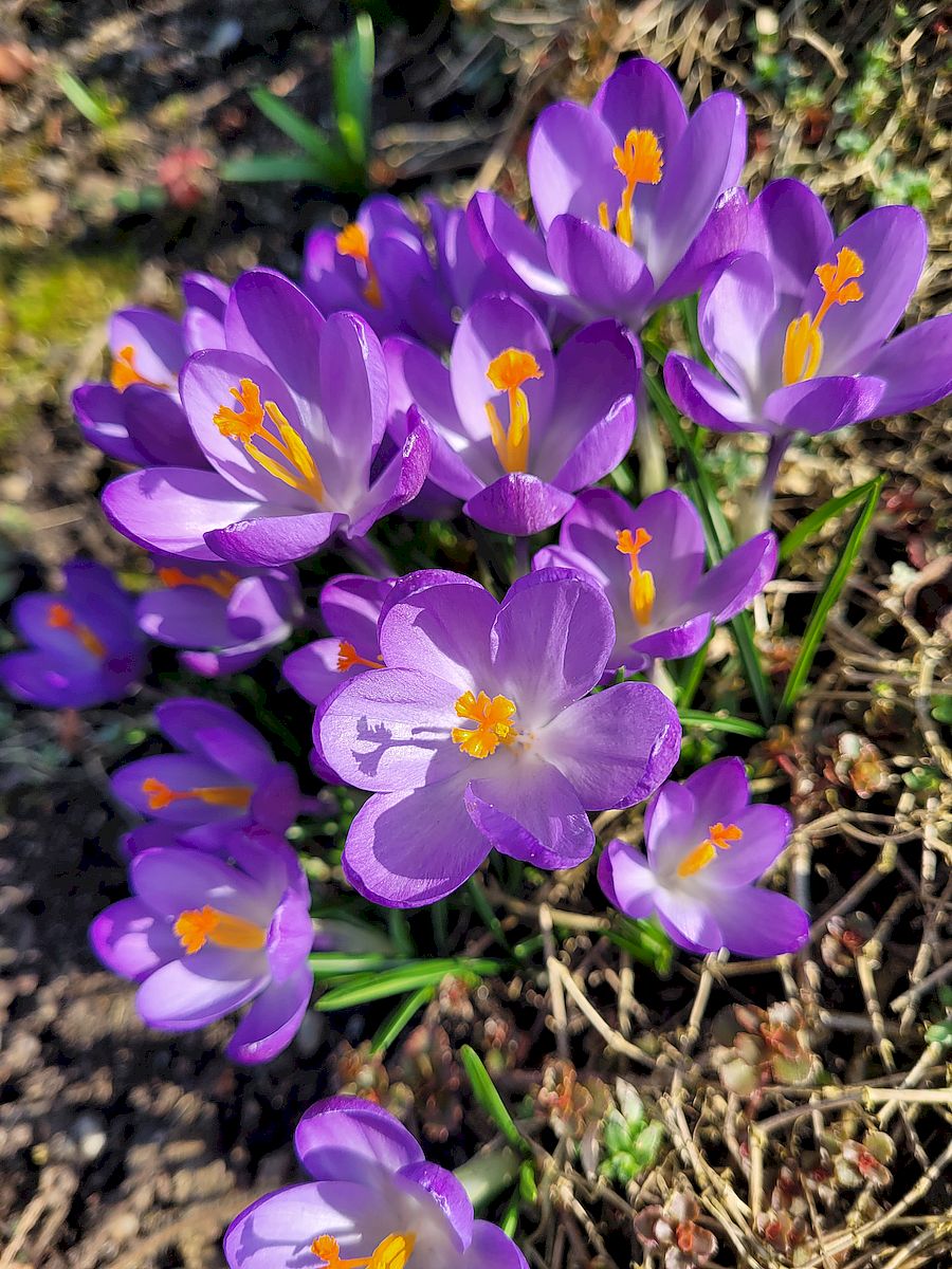 KGV Blumenau, Kleingarten, Frühling, Winterschlaf, Dresden