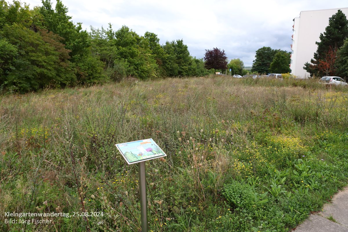 Dresdner Kleingartenwandertag 2024